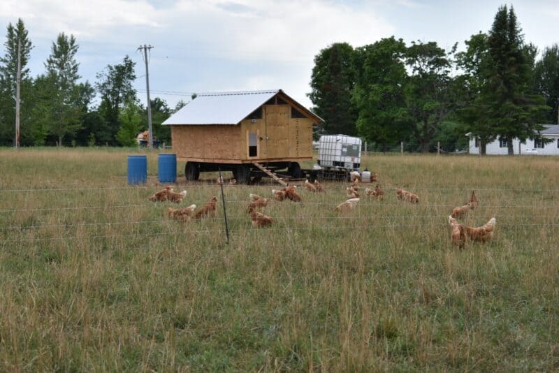 chickens and portable chicken coop on pasture