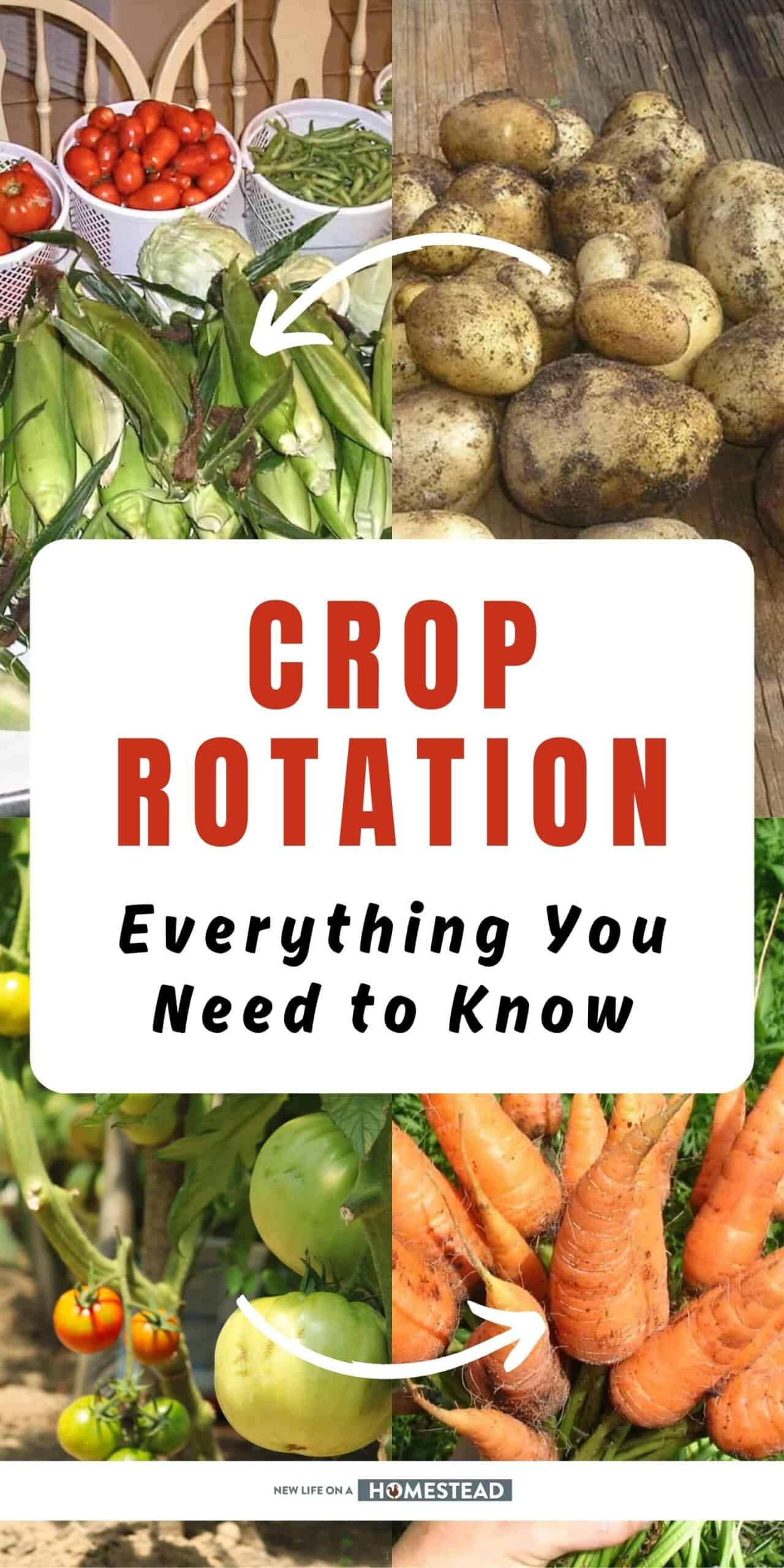 Crop Rotation - Everything You Need to Know