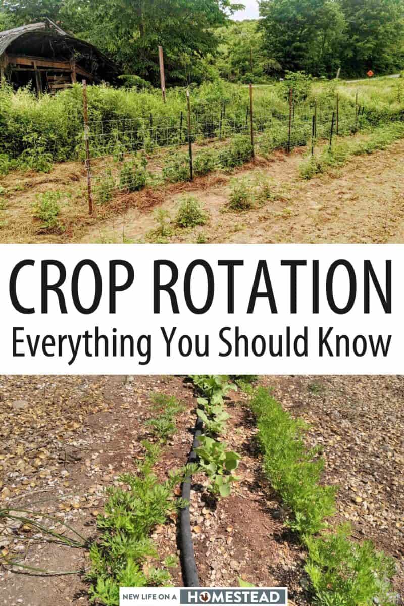 crop rotation Pinterest image