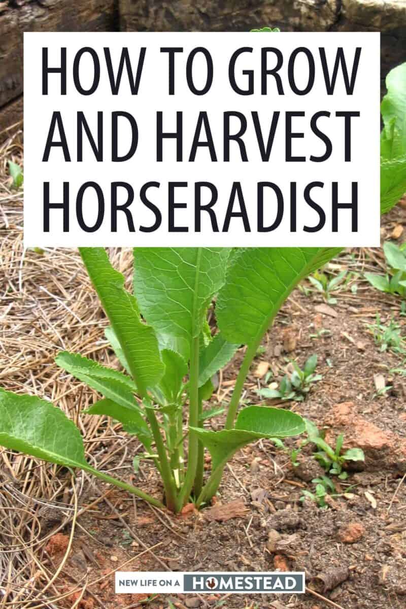 growing horseradish Pinterest image