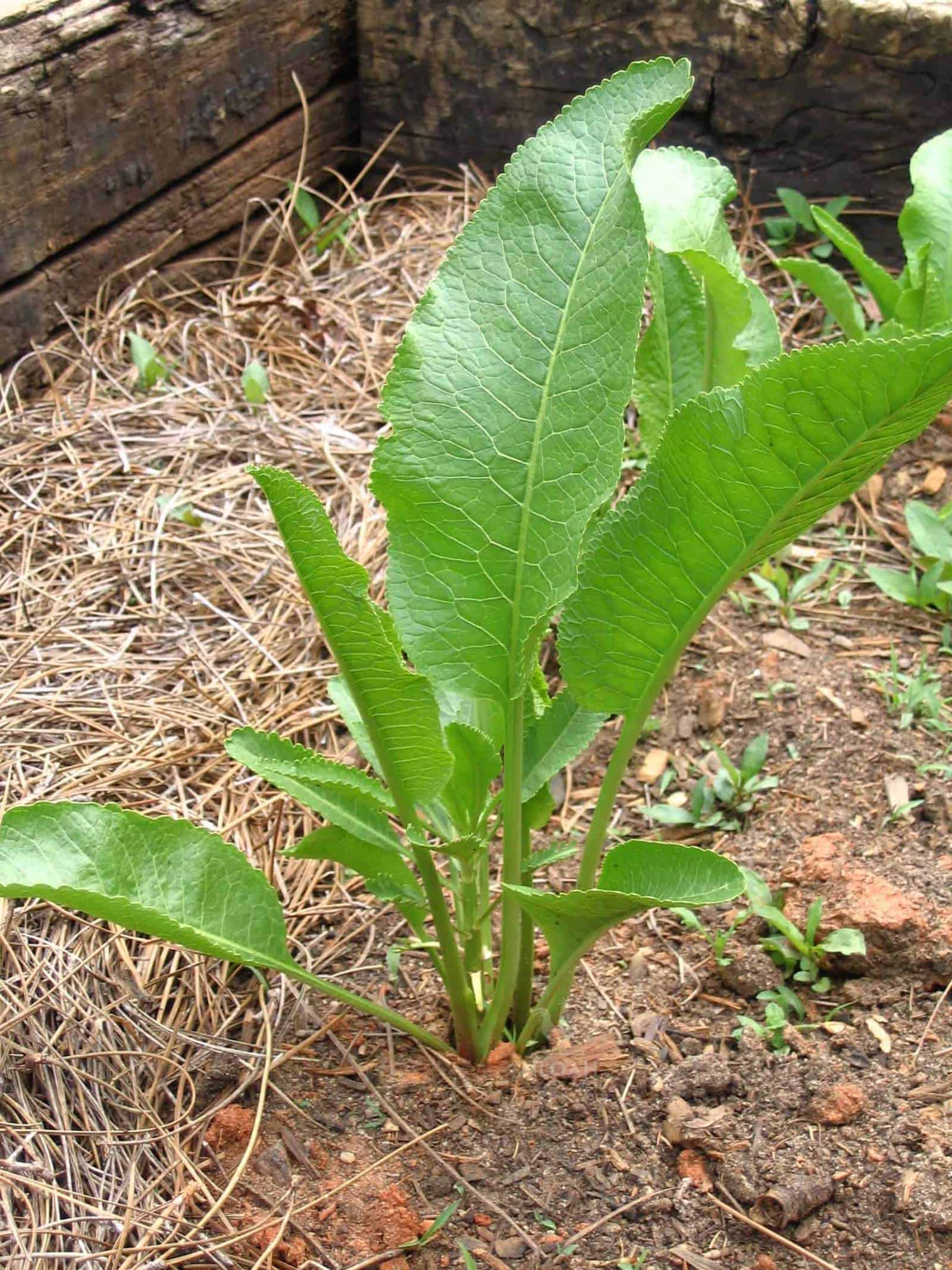 horseradish plant