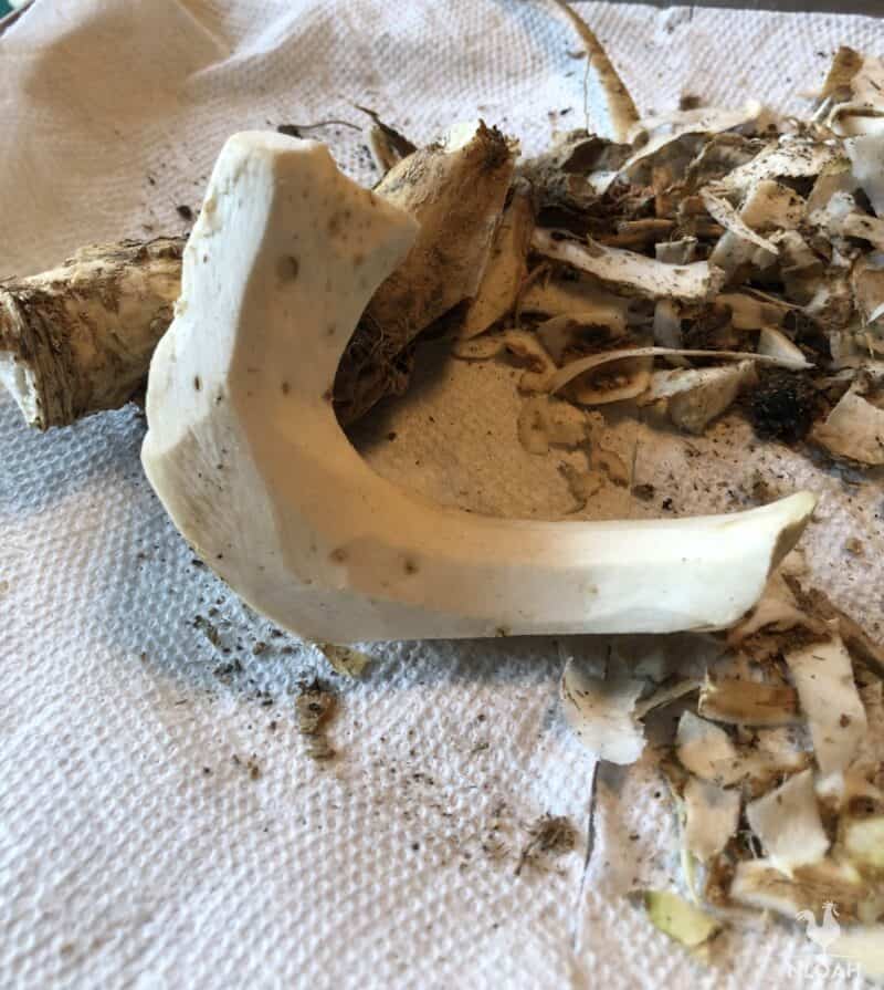 peeled horseradish root