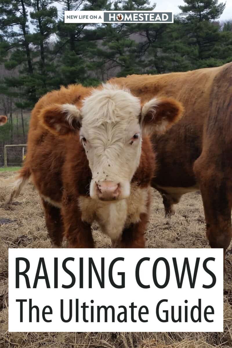 raising cows Pinterest image