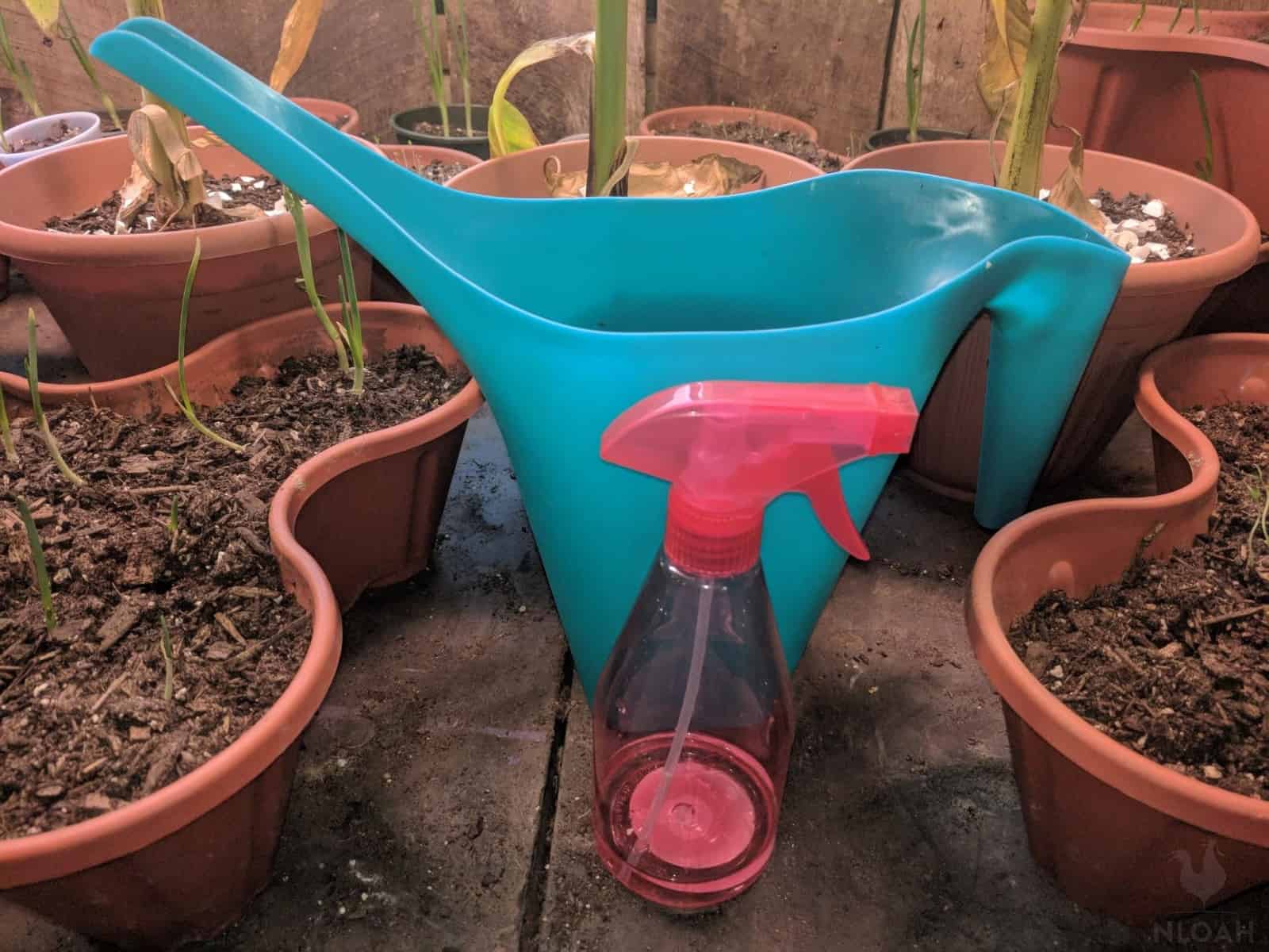 watering plants in pots