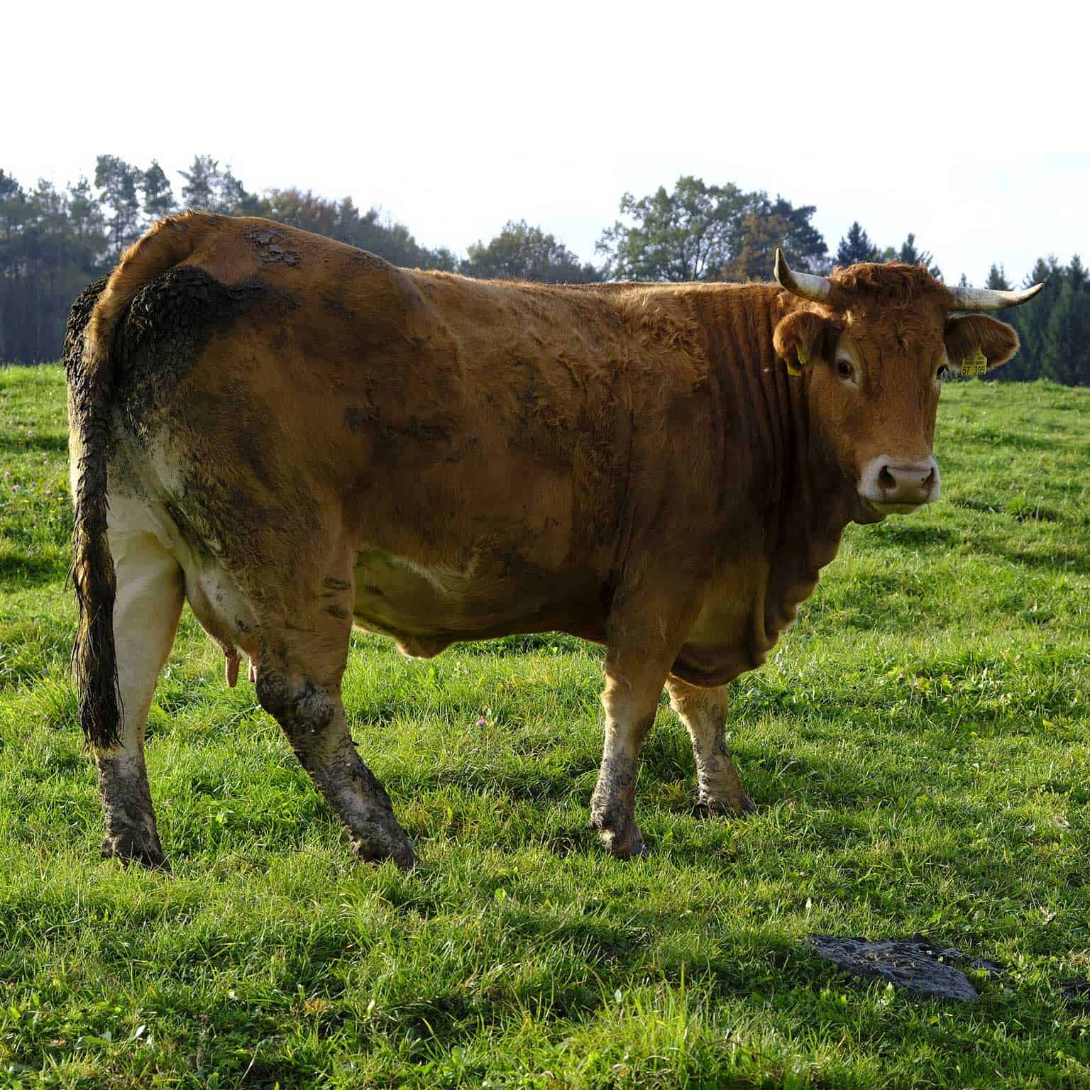 a cow on a green field next to cow manure