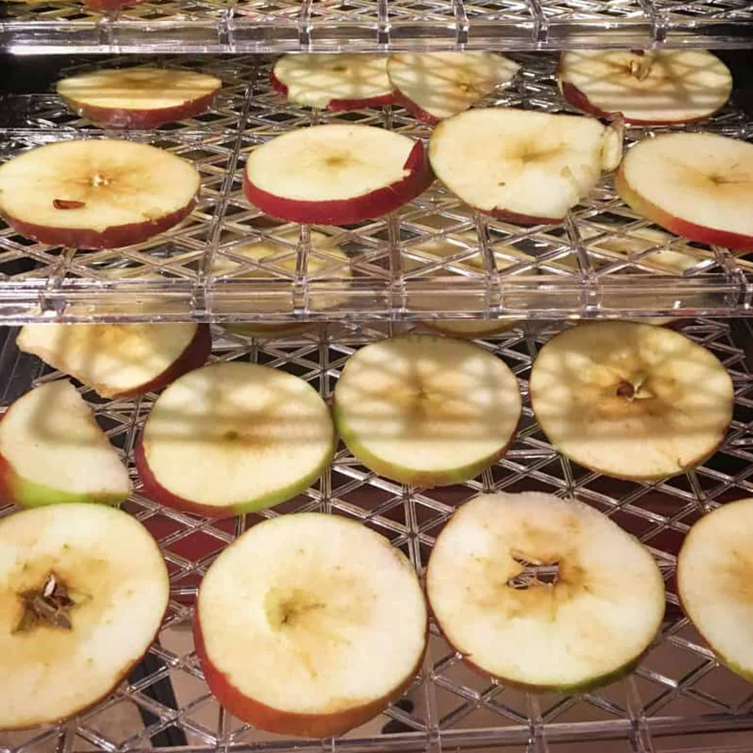apple slices loaded in the dehydrator