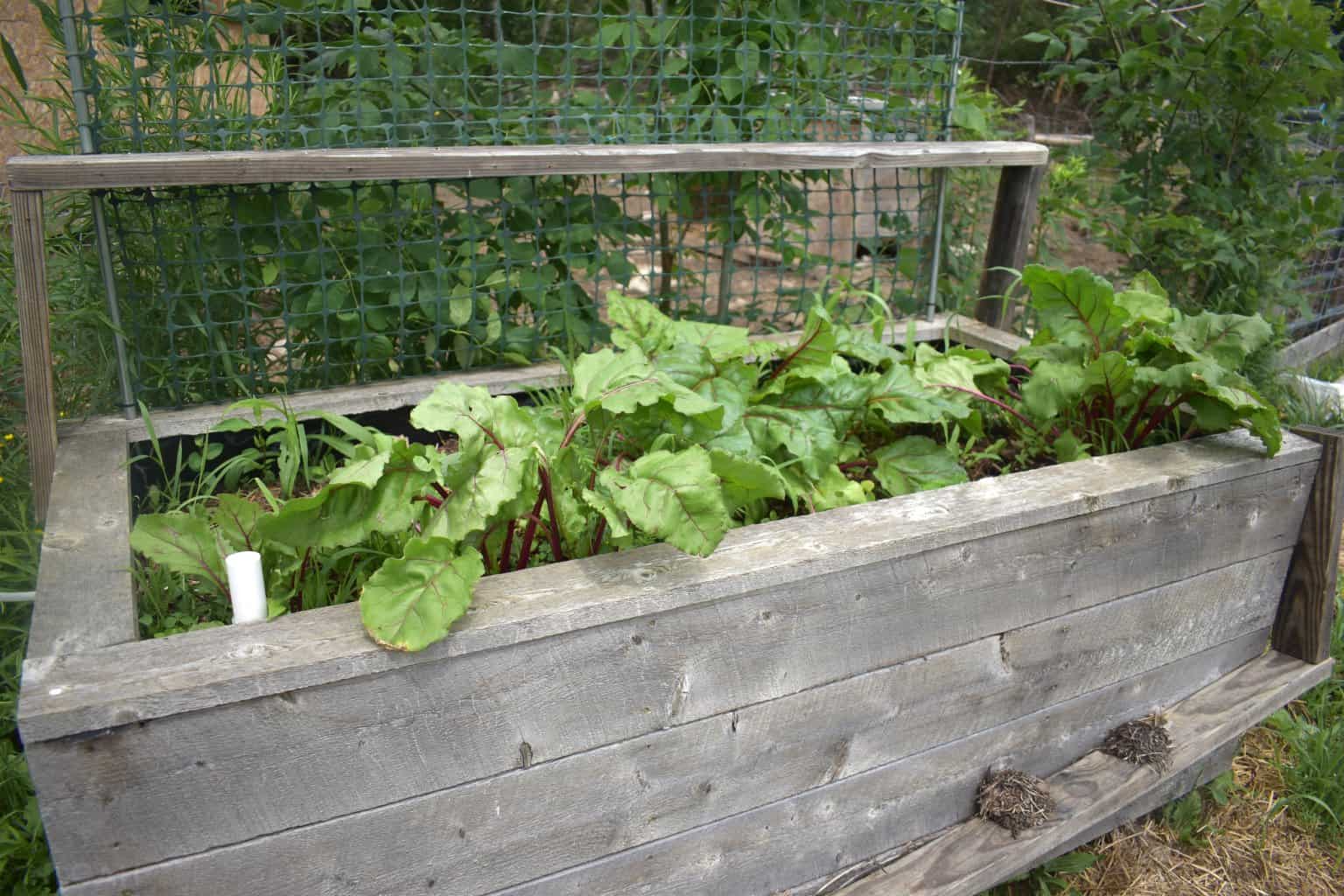 beets growing in wooden raised bed