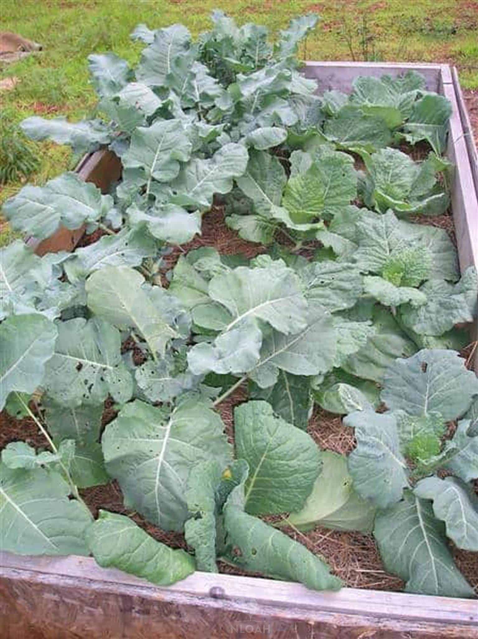 broccoli and cabbage plants growing in raised bed