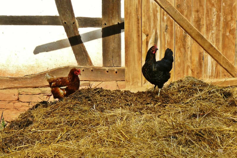 chickens sitting on a pile of manure
