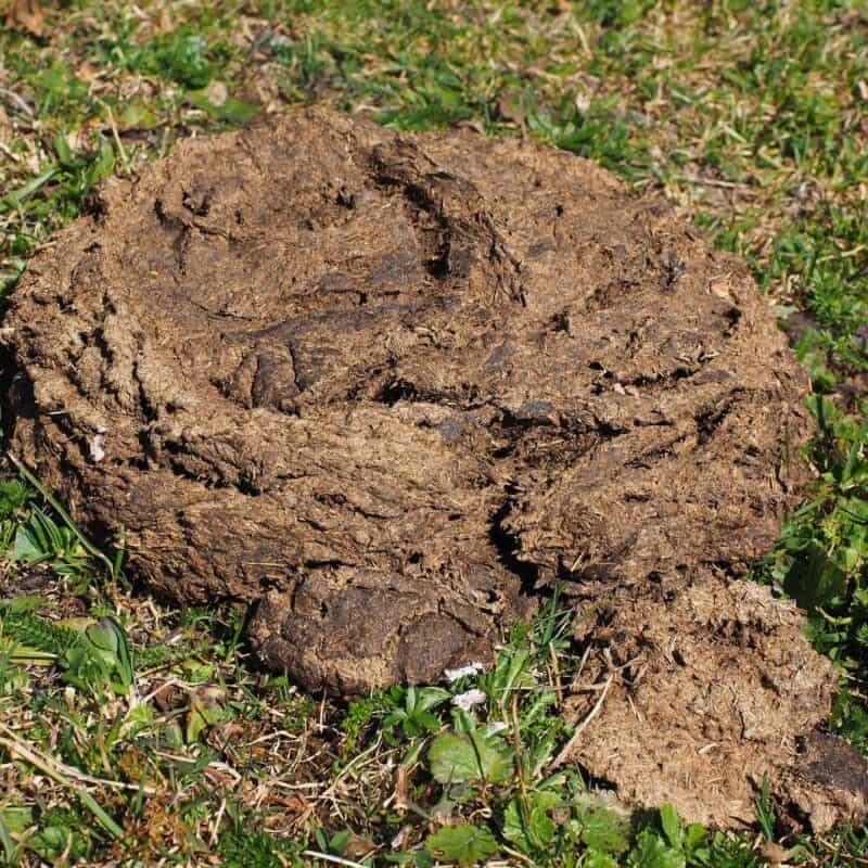 cow dung on the grass