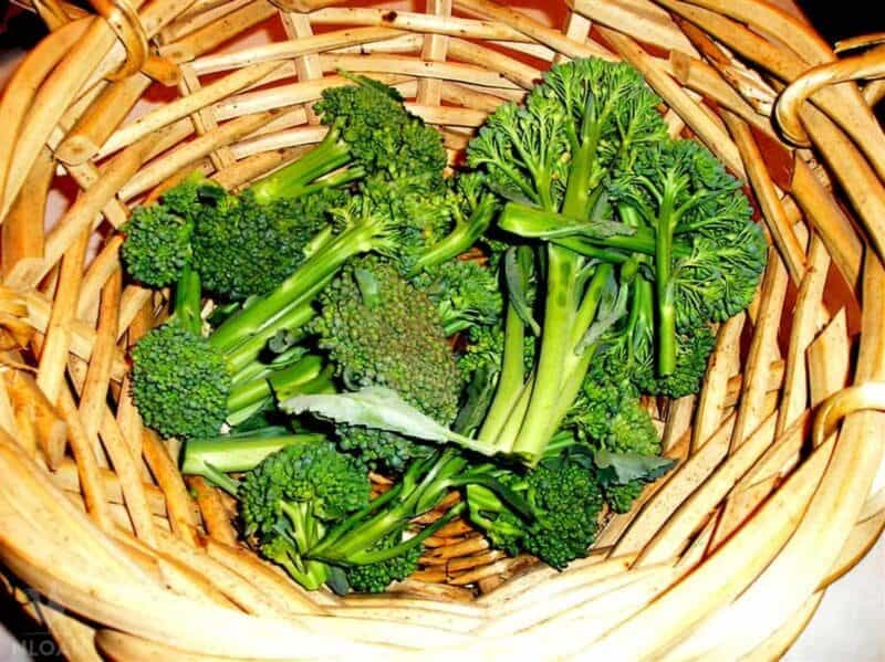 harvested broccoli in basket