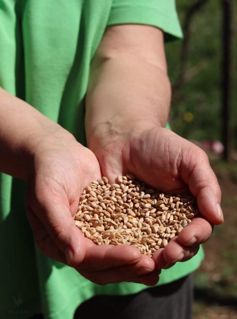 holding harvested red winter wheat berries in hands