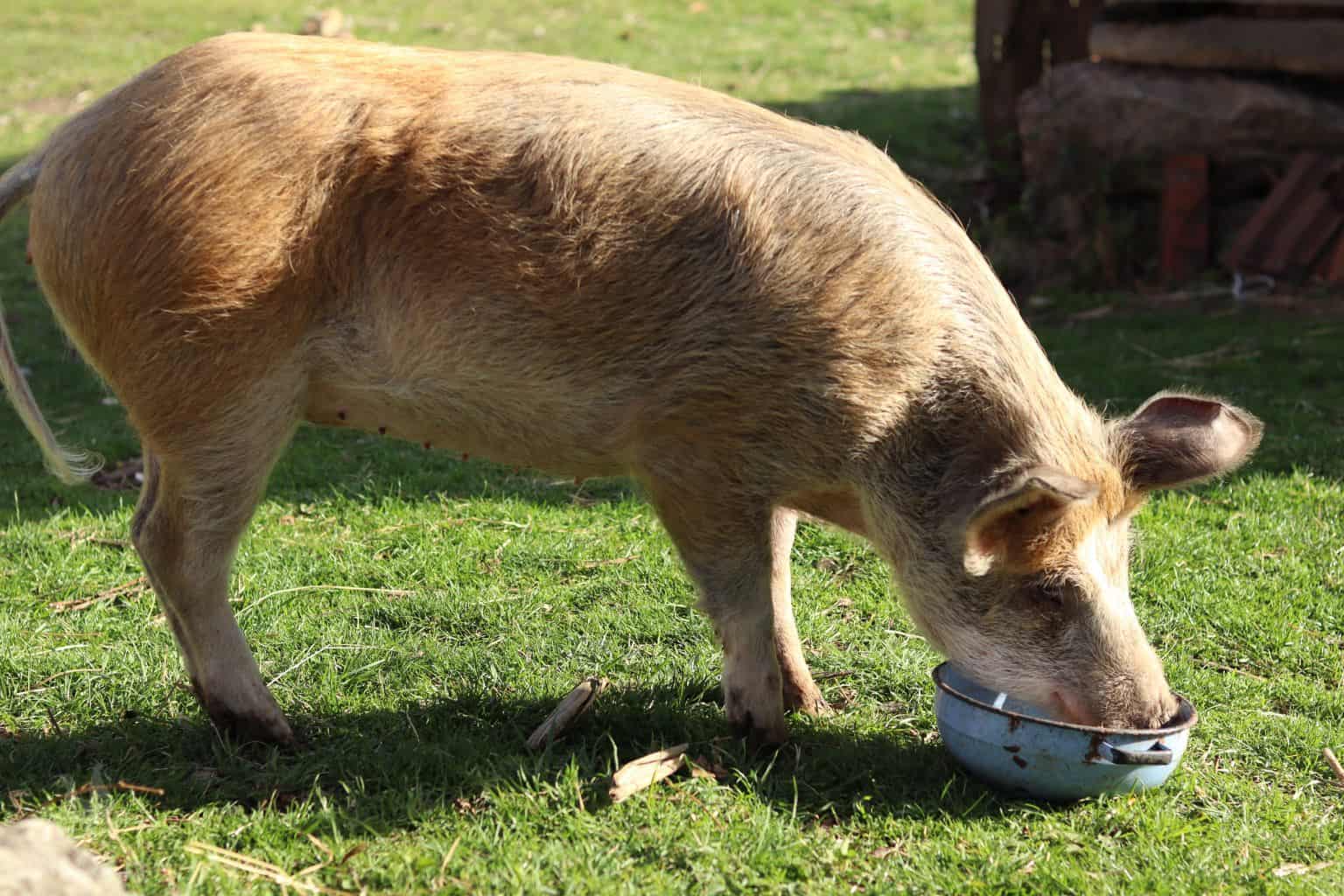 pig eating from a bowl