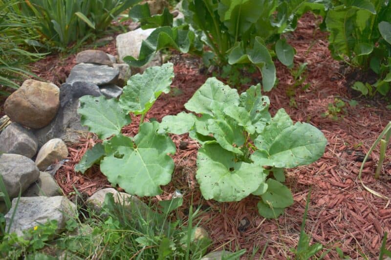 rhubarb plants surrounded by red mulch in garden