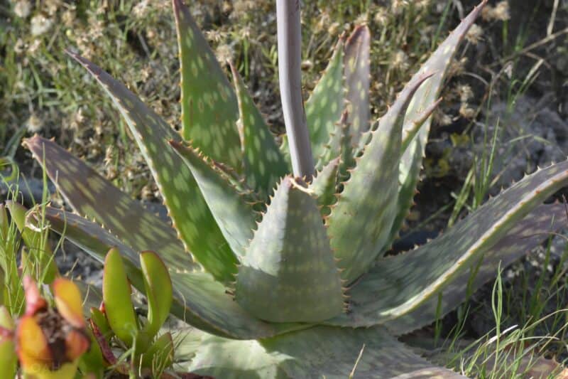 an Aloe Vera plant