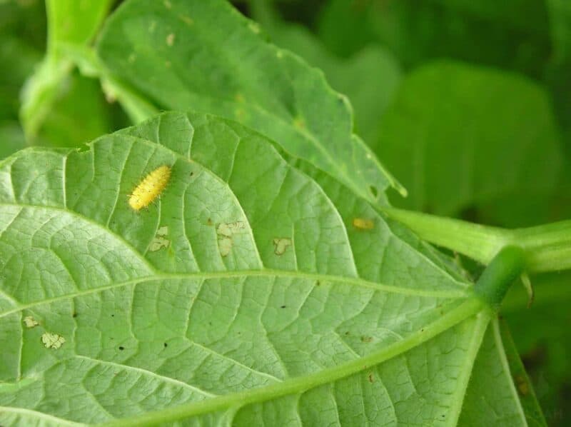 Mexican beetle larva on green bean leaf