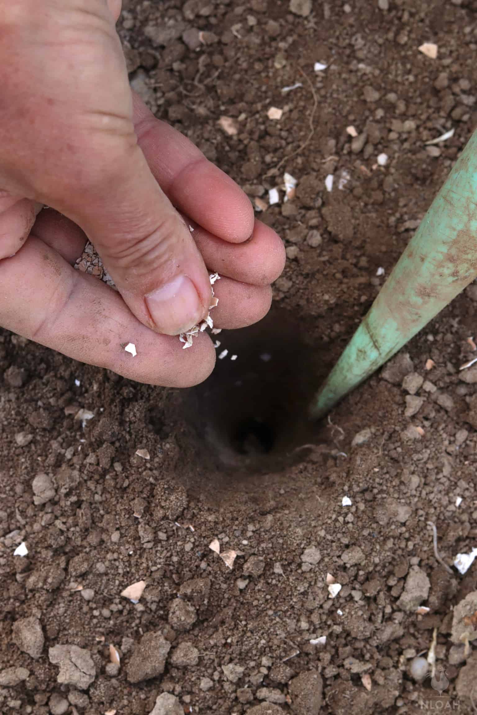 adding crushed eggshells to hole in ground before planting the seed