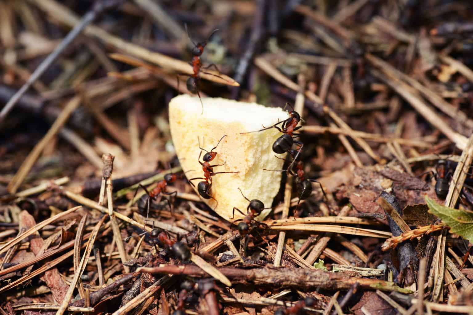 ants on food scraps