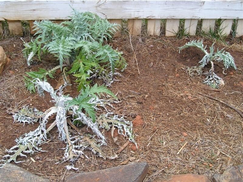 artichokes destroyed because of lack of mulching