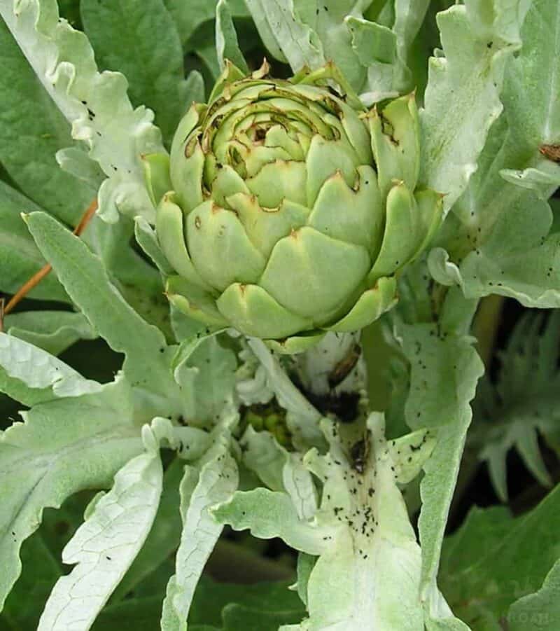 artichokes infested with earwigs