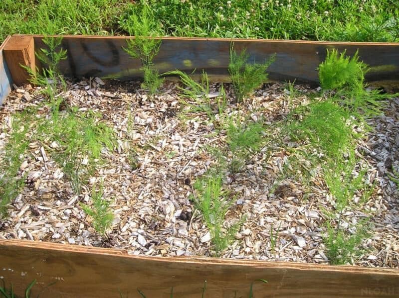 asparagus plants in raised beds