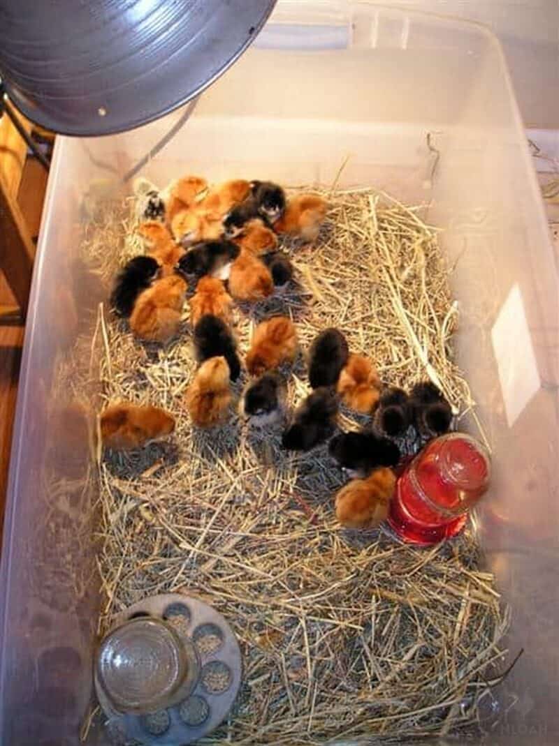 baby chicks in brooder