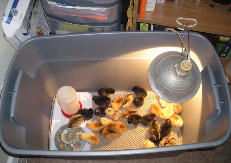 baby chicks inside brooder with heat lamp and feeder