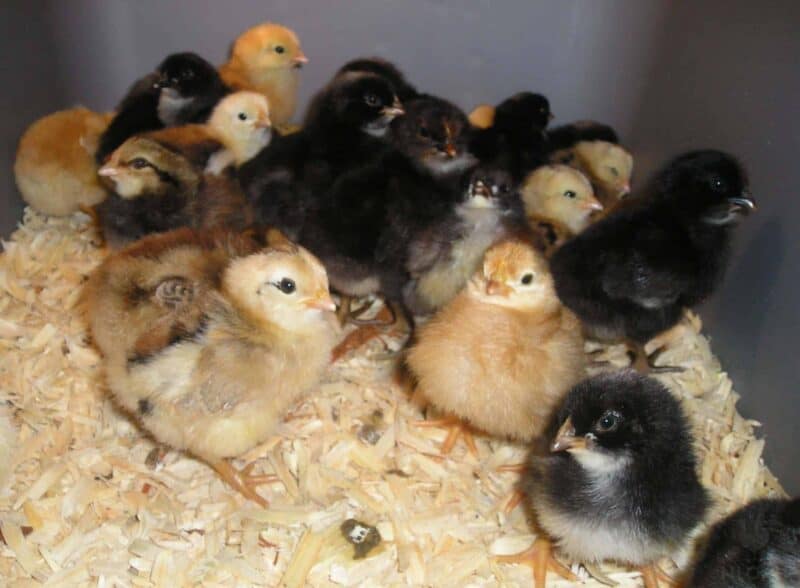 baby chicks on straw bedding in brooder