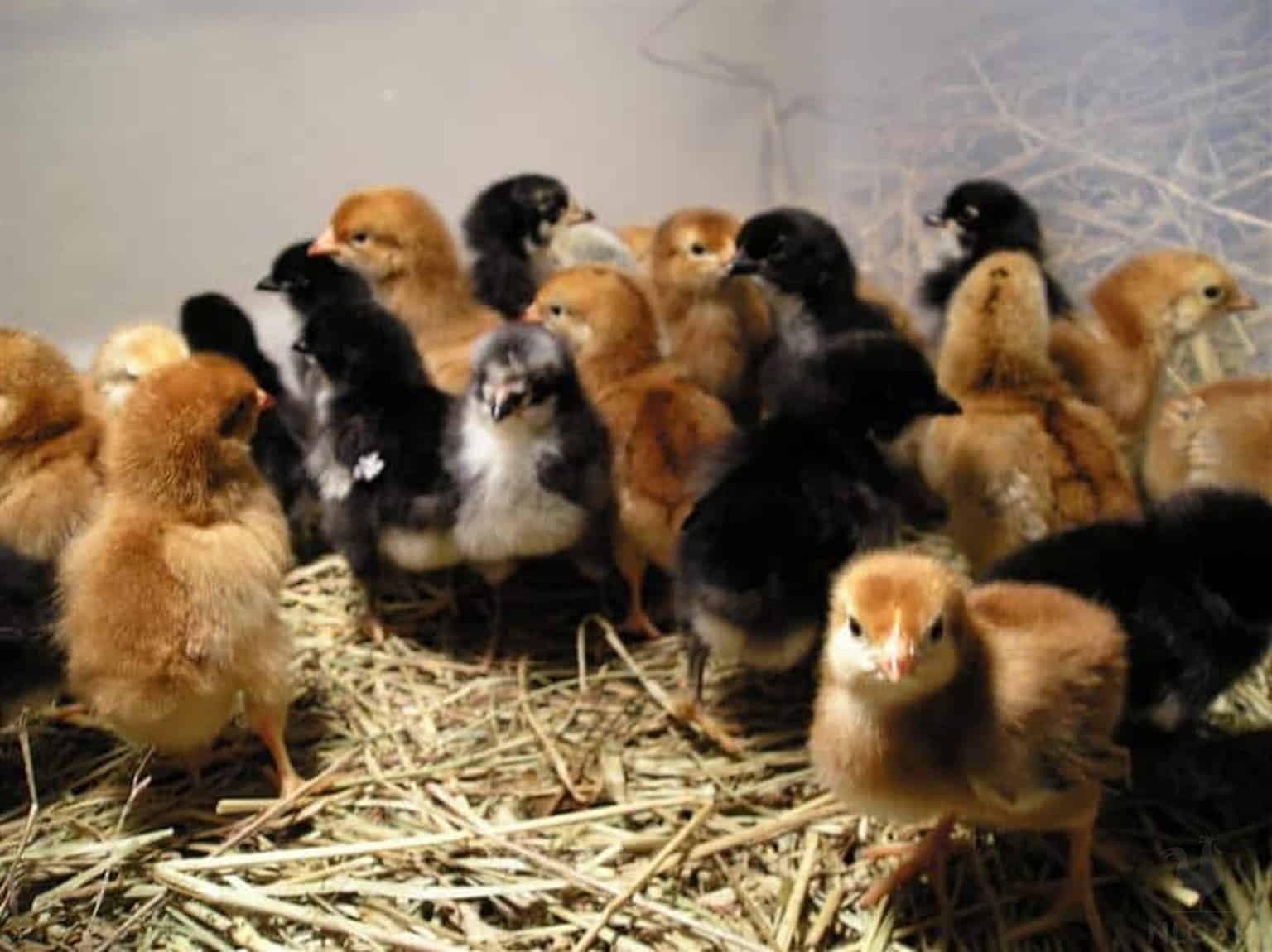 baby chicks on straw bedding in brooder