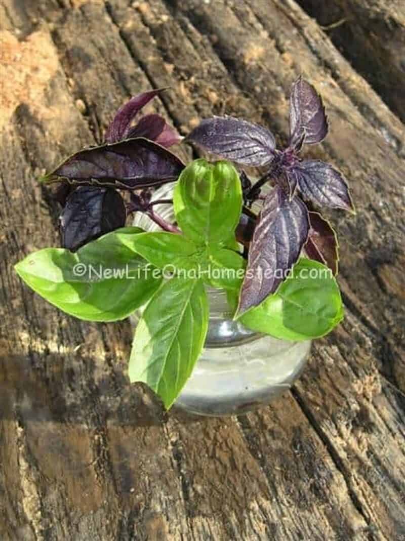 basil cuttings in pot with water