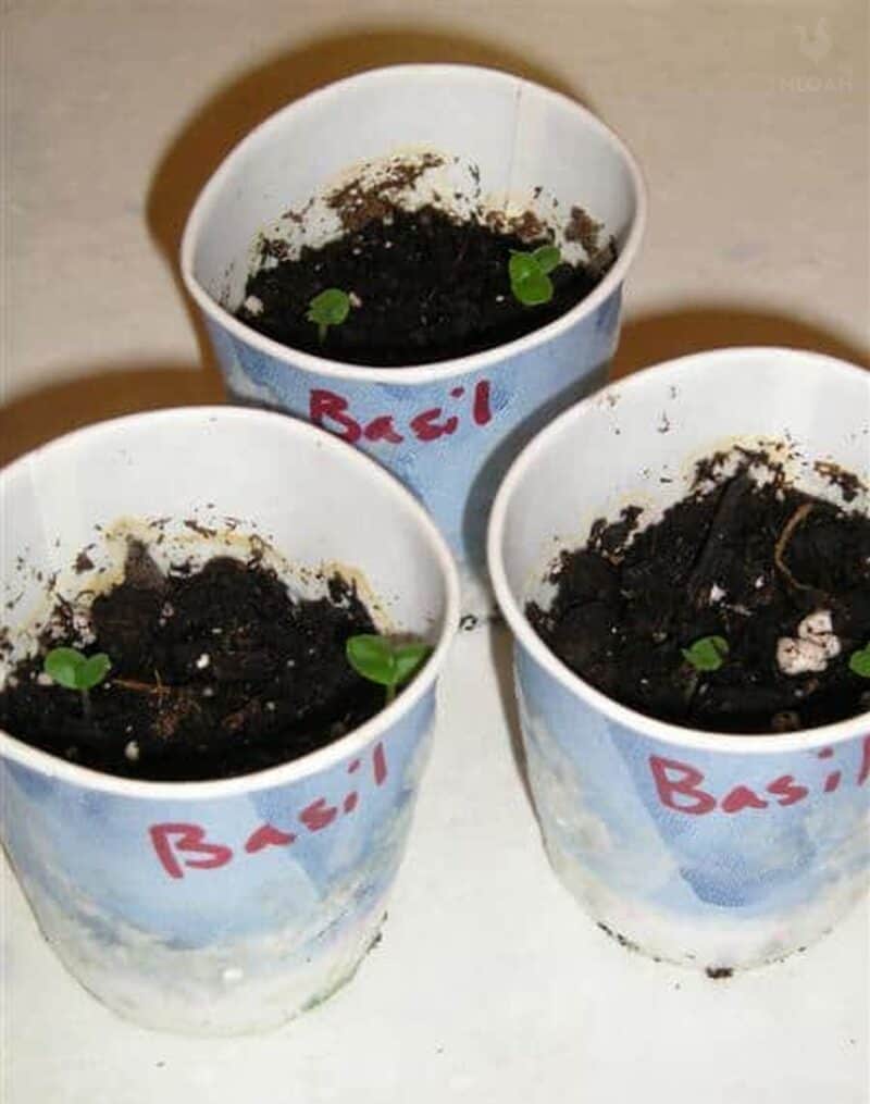 basil plants growing in plastic cups