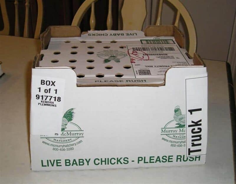 box with live baby chicks