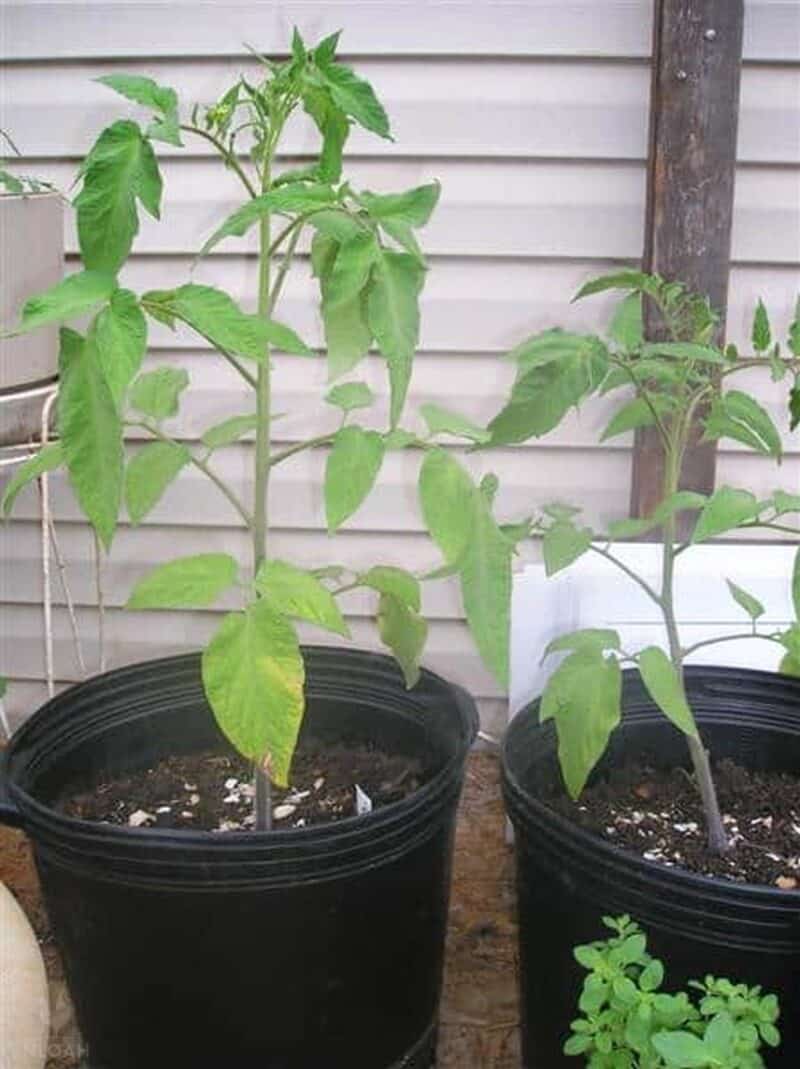 Brandywine tomatoes growing in pots