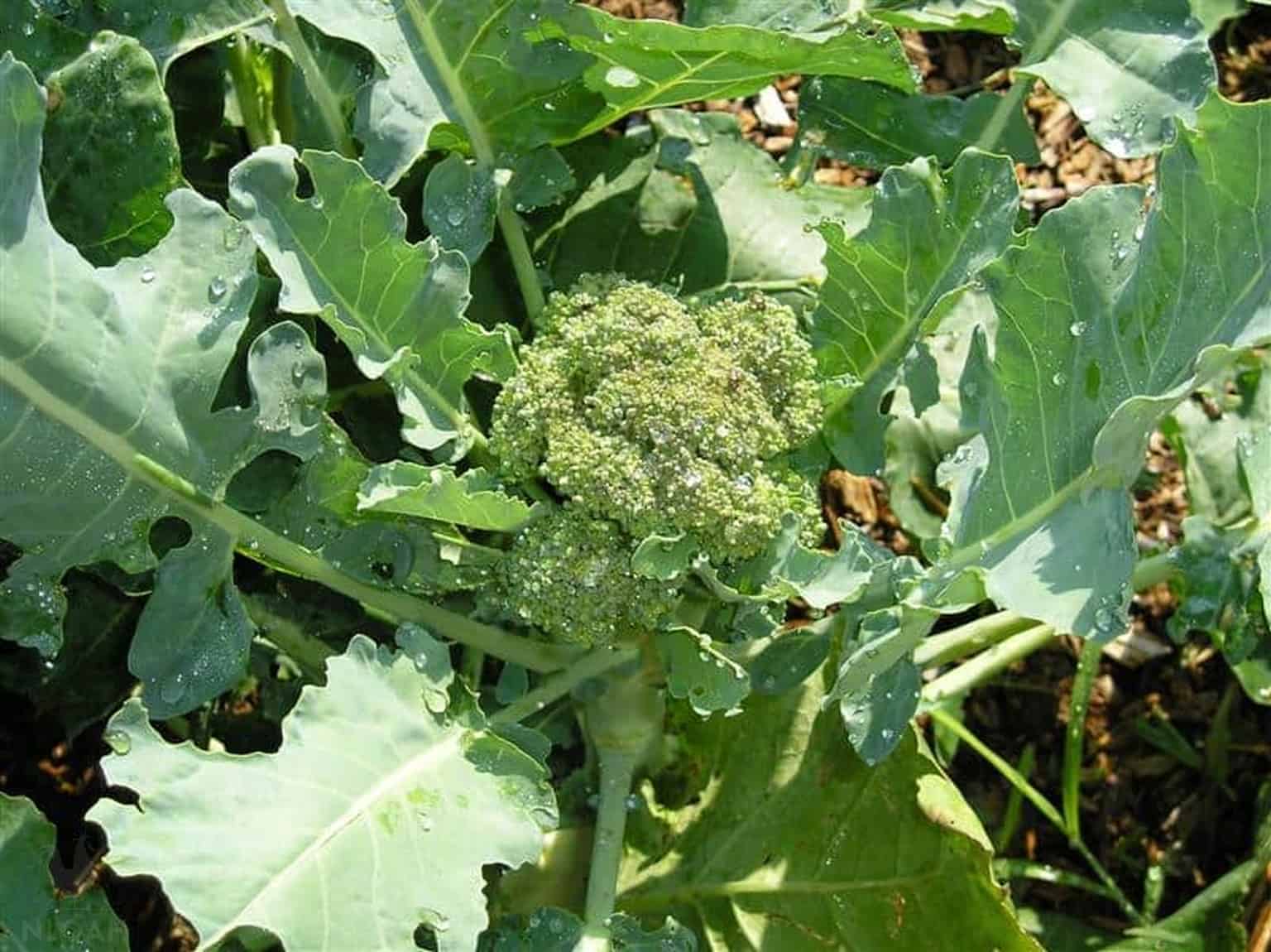 broccoli plant in the garden