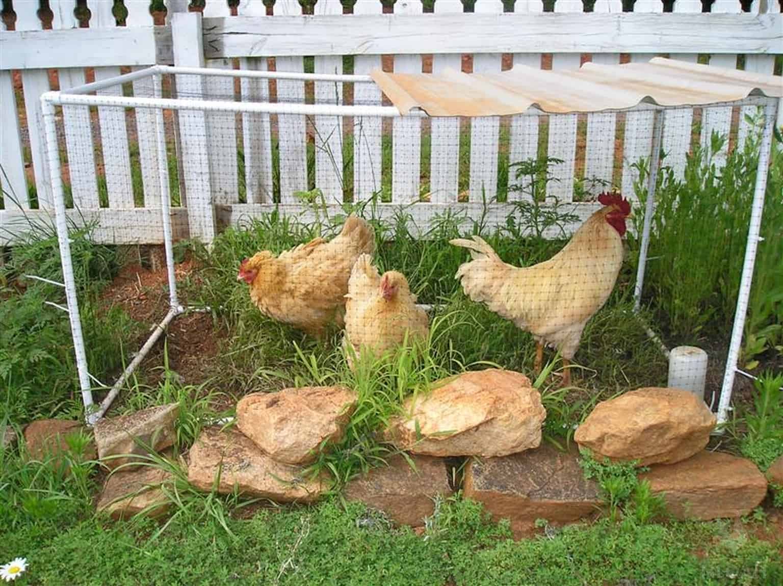 broody hen and chickens inside small chicken run