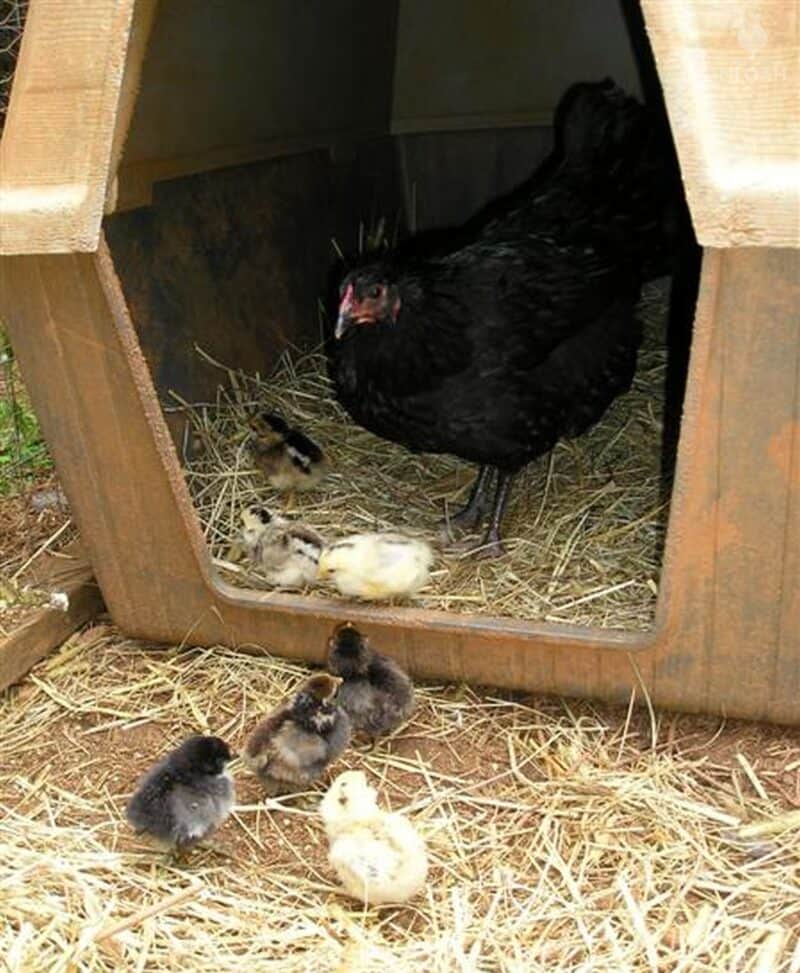 broody hen and her baby chicks