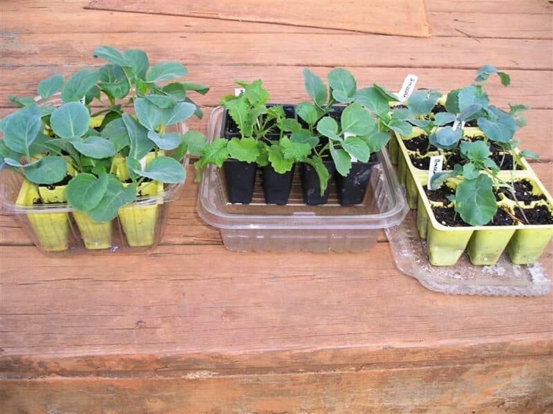 cabbage broccoli and mustard seedlings in trays