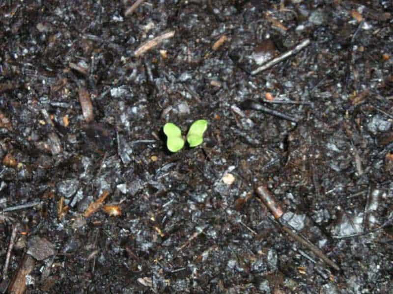 cabbage seedling in raised bed