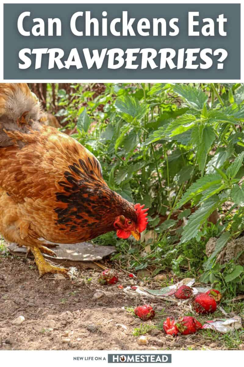 can chickens eat strawberries pinterest