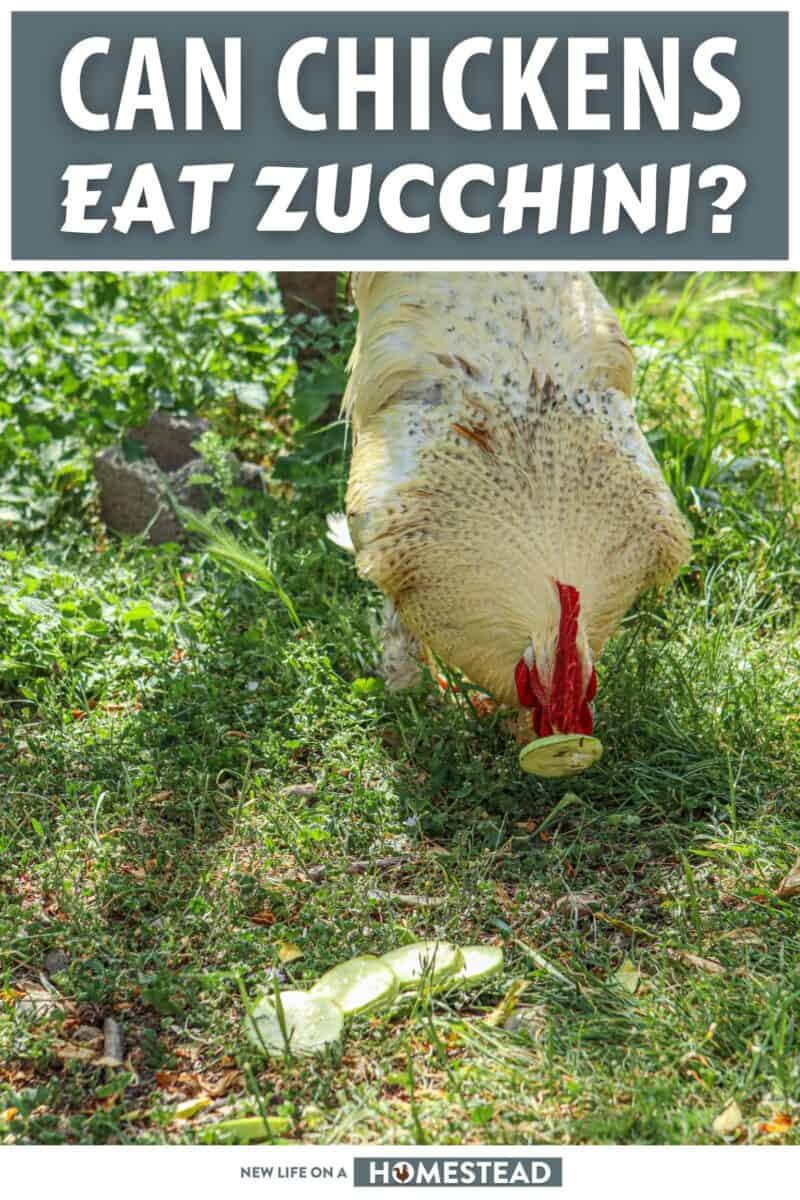 can chickens eat zucchini pinterest