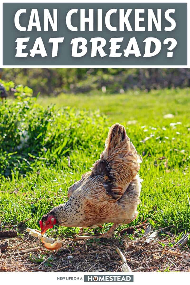 can chickens eat bread pinterest