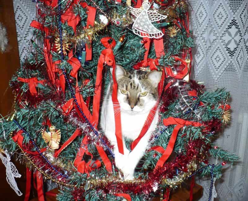 a cat in the Christmas tree