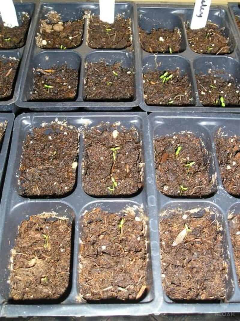 celery seedlings in tray