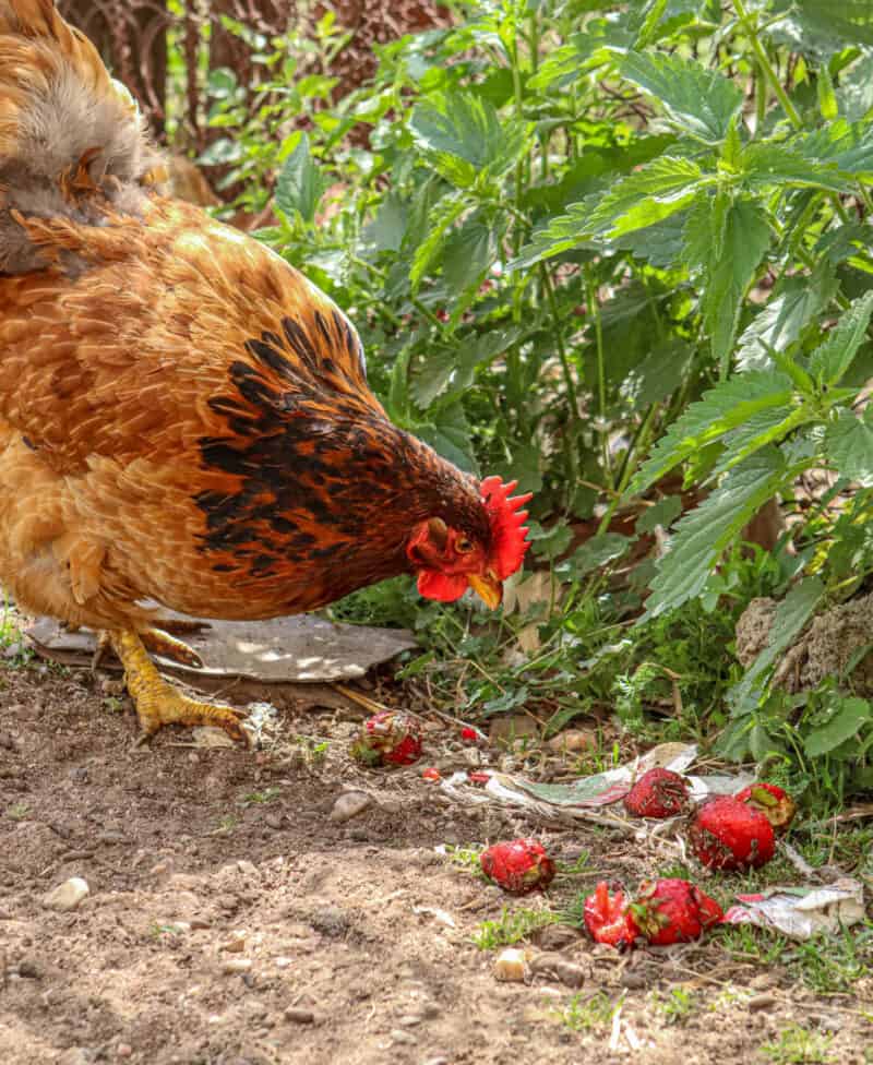 chicken eating strawberries