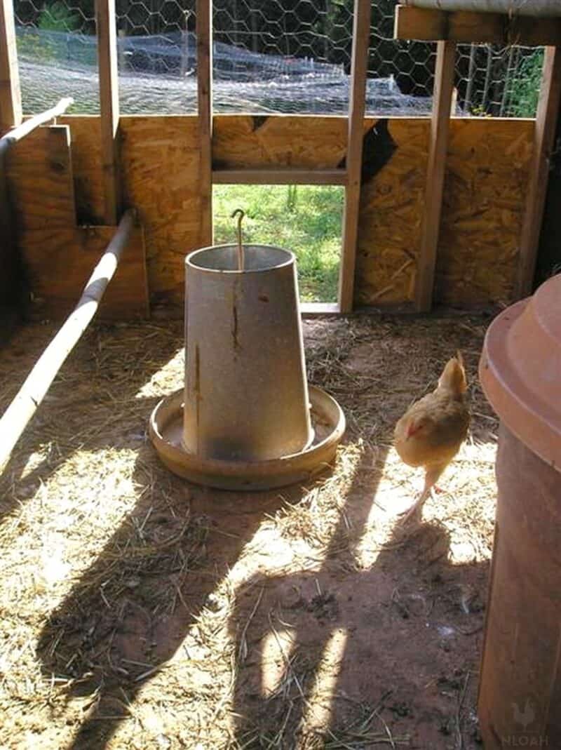 chicken feeder inside coop