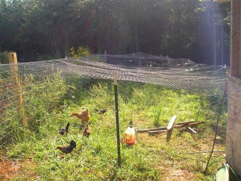 chicken run covered with chicken wire fixated with metal stakes