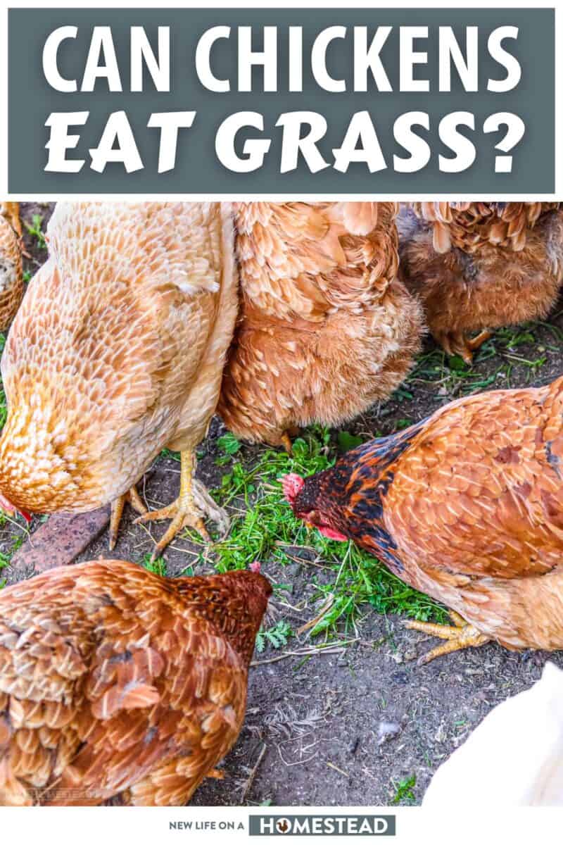 chickens eating grass Pinterest image