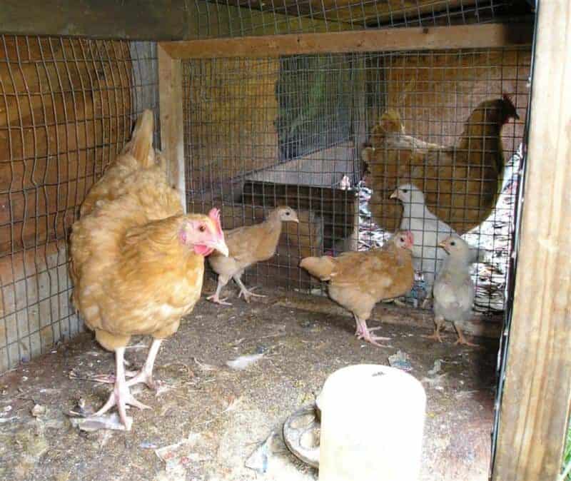 chickens that were hatched naturally inside chicken coop