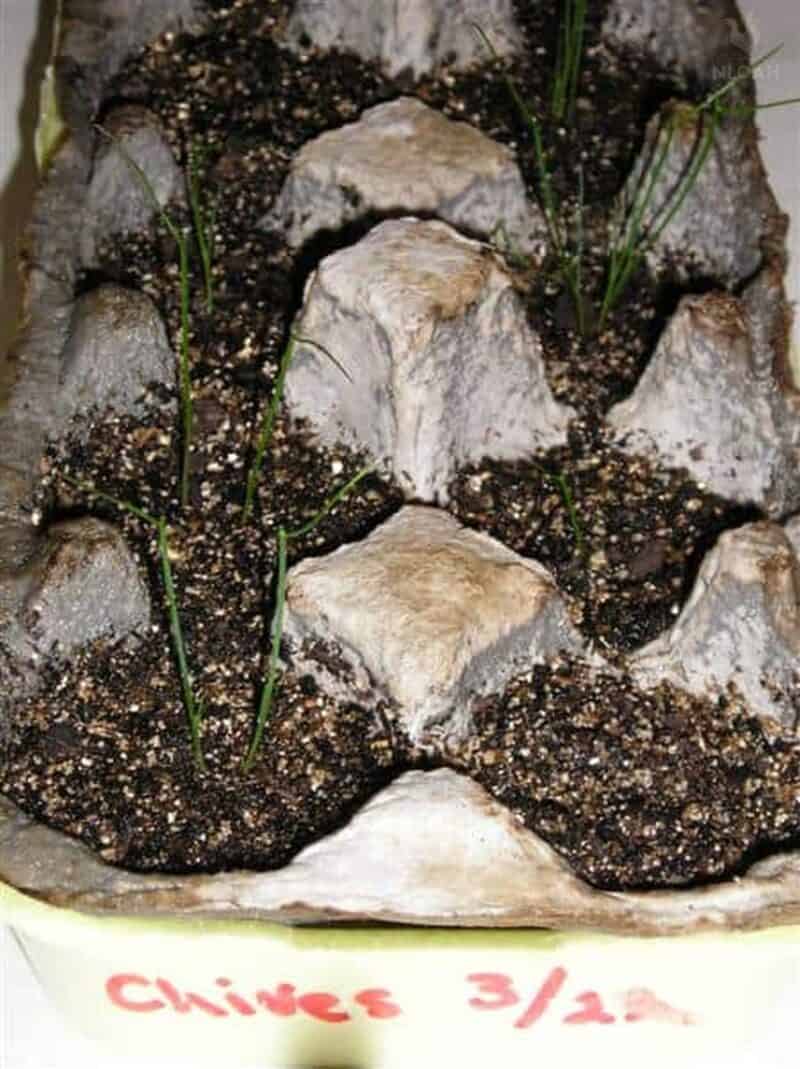chives plants growing in egg carton