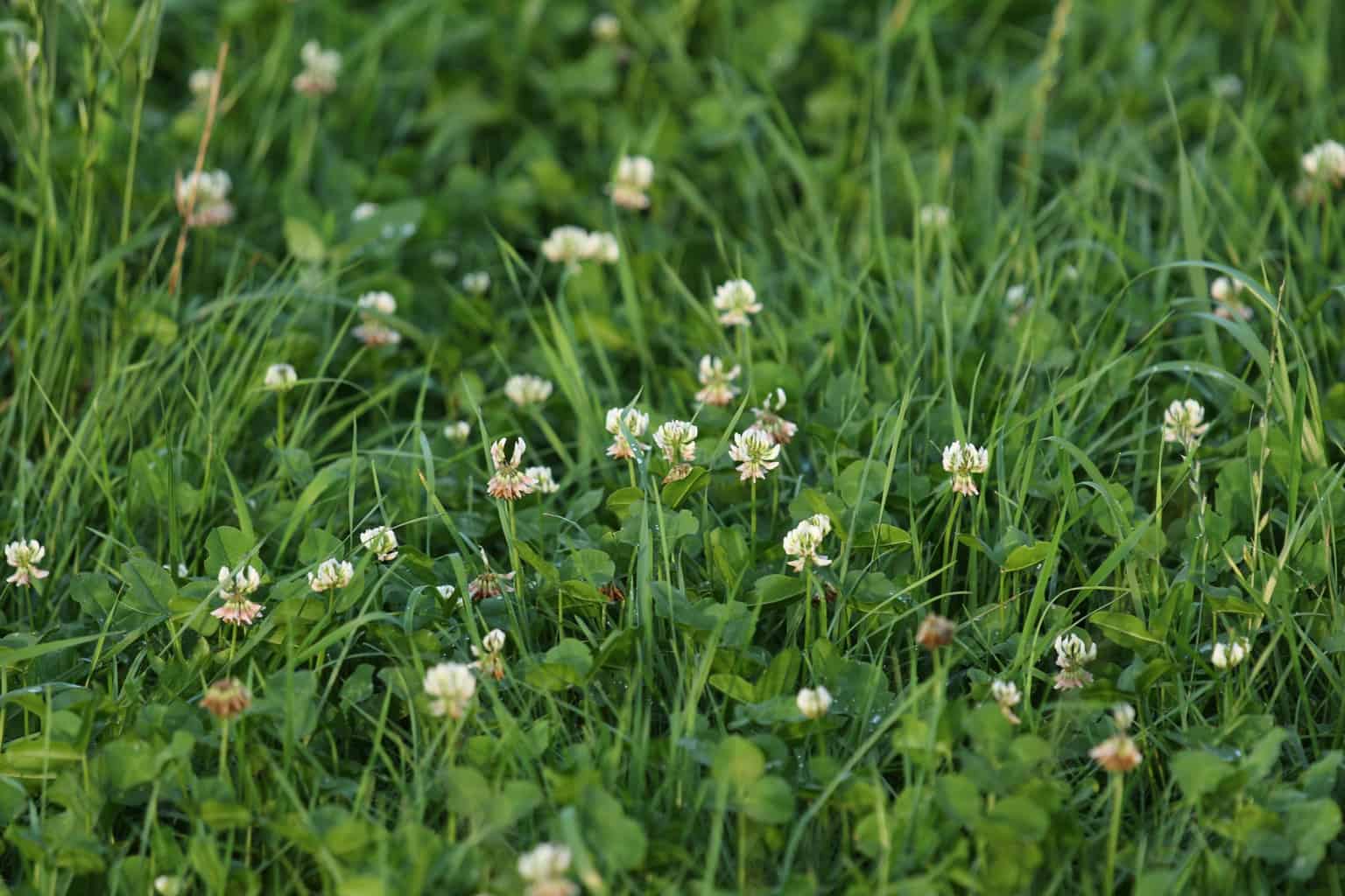 clover in the grass
